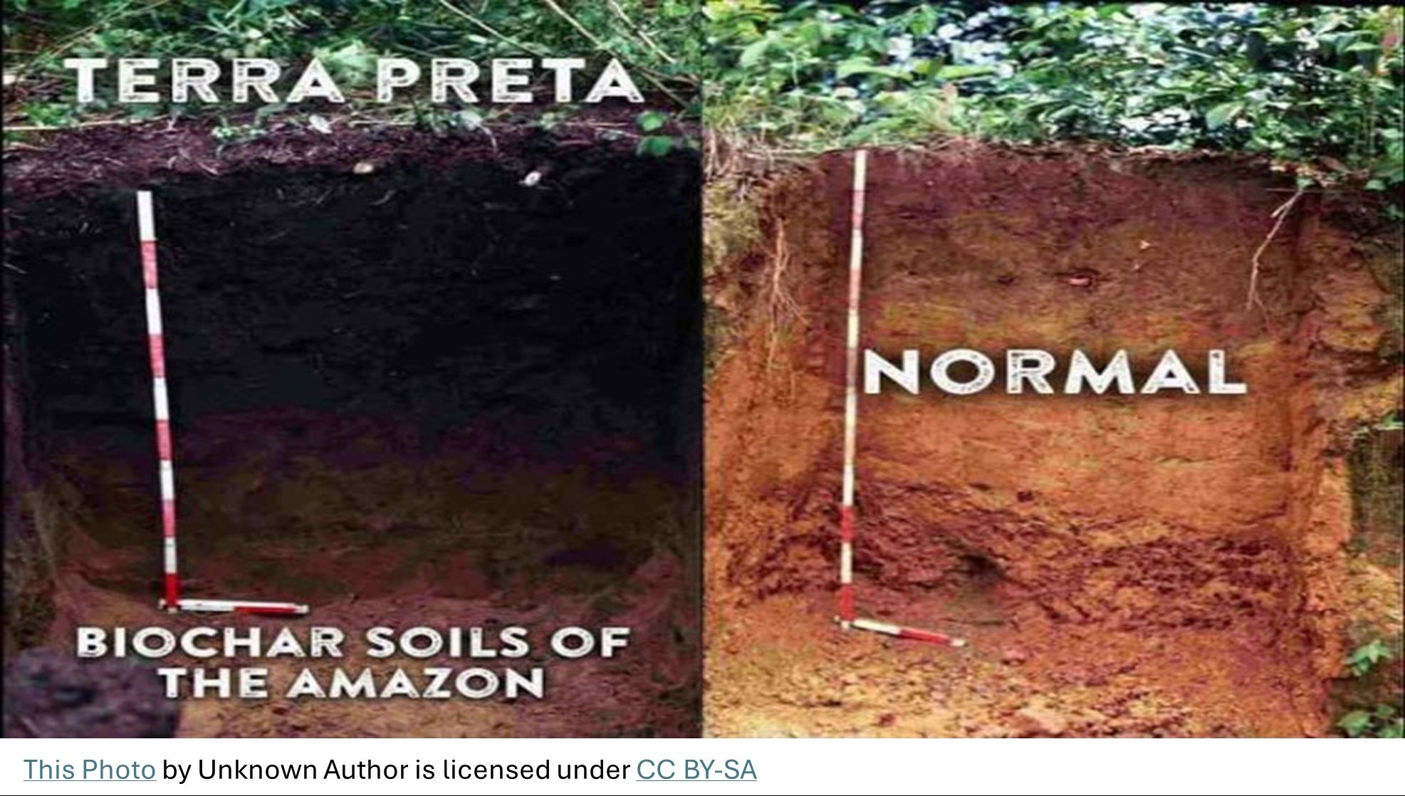 Amazonian soils_TerraPreta vs normal soil_5_99%.jpg