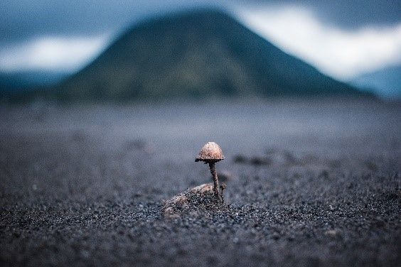 Mushroom in soil_4.jpg