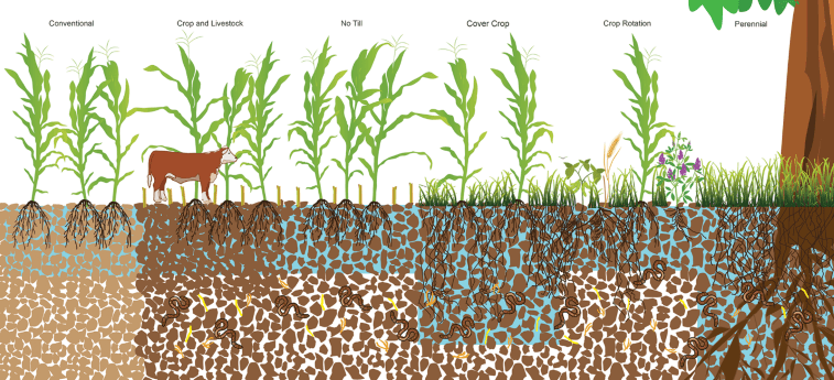 Soil Structure in Different systems_resized.png