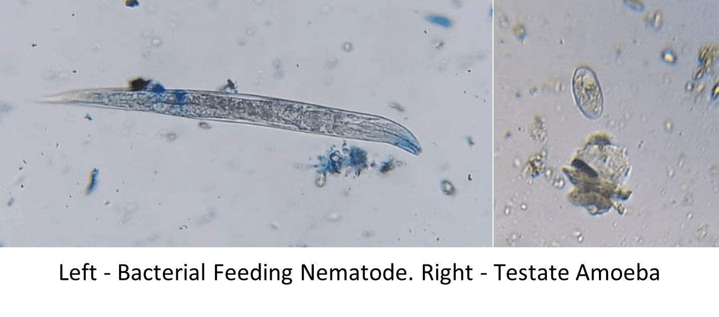 amoeba-and-nematode.png